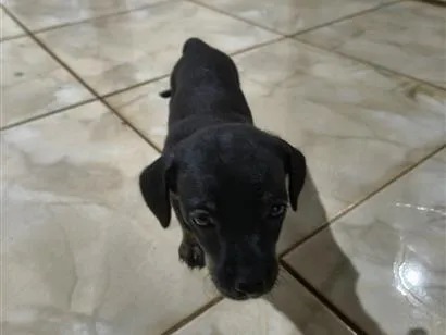 Cachorro raça Pinscher idade Abaixo de 2 meses nome não coloquei nome ainda 
