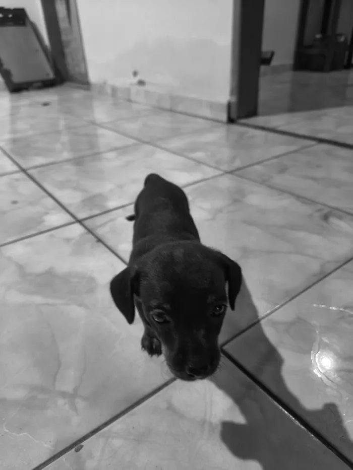 Cachorro raça Pinscher idade Abaixo de 2 meses nome não coloquei nome ainda 