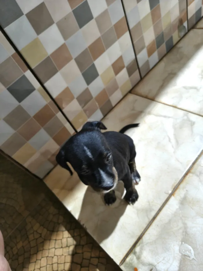 Cachorro raça Pinscher idade Abaixo de 2 meses nome não coloquei nome ainda 