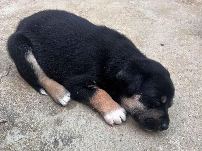 Cachorro raça SRD-ViraLata idade 2 a 6 meses nome Athena Apolo Atlas Shelby apollo apollinho