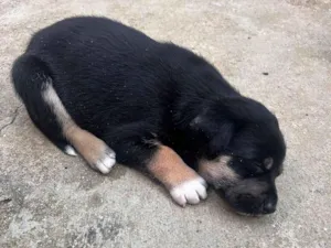 Cachorro raça SRD-ViraLata idade 2 a 6 meses nome Athena Apolo Atlas Shelby apollo apollinho