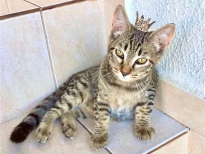 Gato raça SRD-ViraLata idade 2 a 6 meses nome Pinky bb3 meses linda e boazinha 