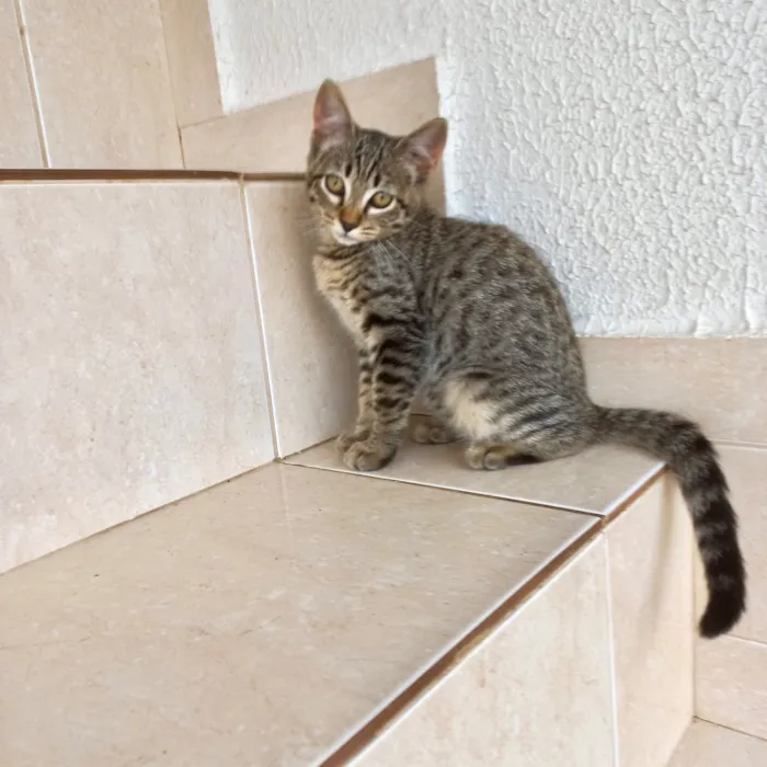 Gato raça SRD-ViraLata idade 2 a 6 meses nome Pinky bb3 meses linda e boazinha 