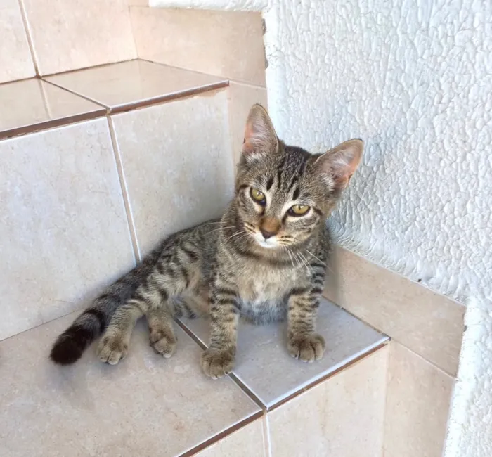 Gato raça SRD-ViraLata idade 2 a 6 meses nome Pinky bb3 meses linda e boazinha 