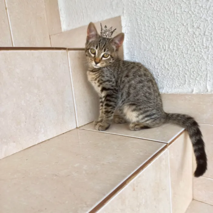 Gato raça SRD-ViraLata idade 2 a 6 meses nome Pinky bb3 meses linda e boazinha 