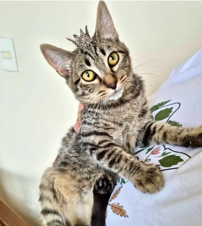Gato raça SRD-ViraLata idade 2 a 6 meses nome Pinky bb3 meses linda e boazinha 