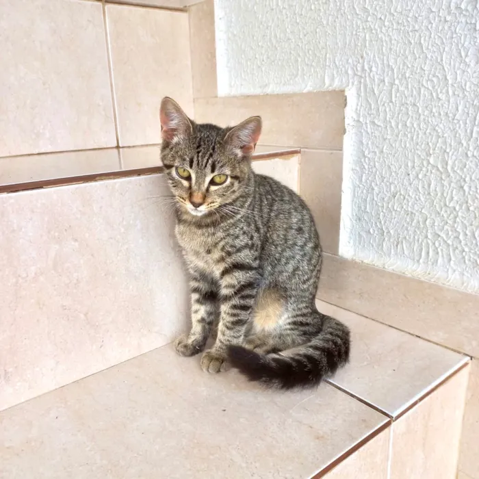 Gato raça SRD-ViraLata idade 2 a 6 meses nome Pinky bb3 meses linda e boazinha 