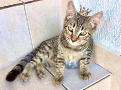 Gato raça SRD-ViraLata idade 2 a 6 meses nome Pinky bb3 meses linda e boazinha 