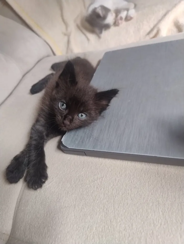 Gato raça SRD-ViraLata idade Abaixo de 2 meses nome Mimi