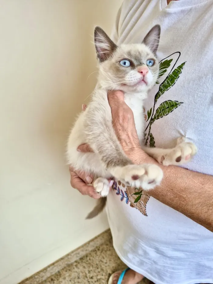 Gato raça Siamês idade 2 a 6 meses nome Nescau bb2meses Linda 