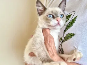 Gato raça Siamês idade 2 a 6 meses nome Nescau bb2meses Linda 