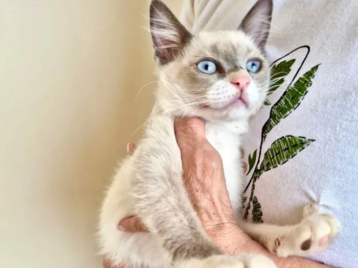 Gato raça Siamês idade 2 a 6 meses nome Nescau bb2meses Linda 