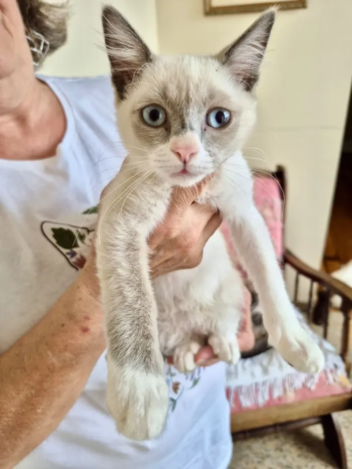 Gato raça Siamês idade 2 a 6 meses nome Nescau bb2meses Linda 
