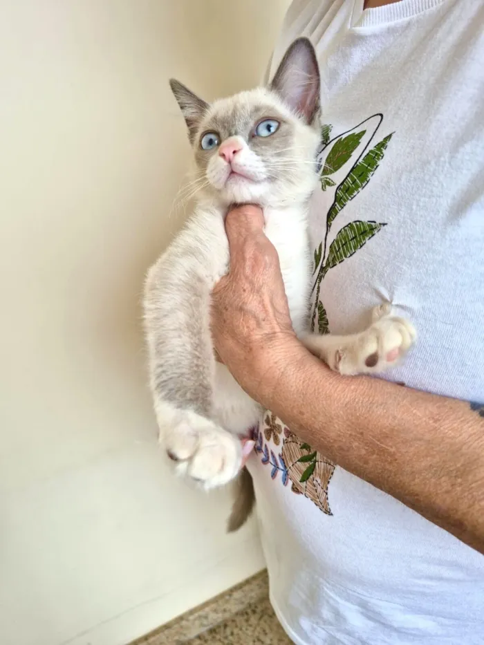 Gato raça Siamês idade 2 a 6 meses nome Nescau bb2meses Linda 