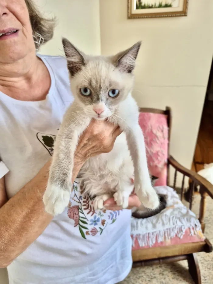 Gato raça Siamês idade 2 a 6 meses nome Nescau bb2meses Linda 