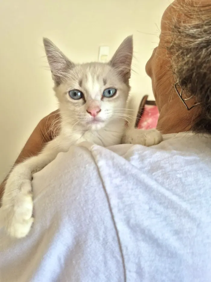 Gato raça Siamês idade Abaixo de 2 meses nome Neve bb 2 meses linda 