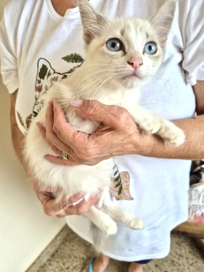 Gato raça Siamês idade Abaixo de 2 meses nome Neve bb 2 meses linda 