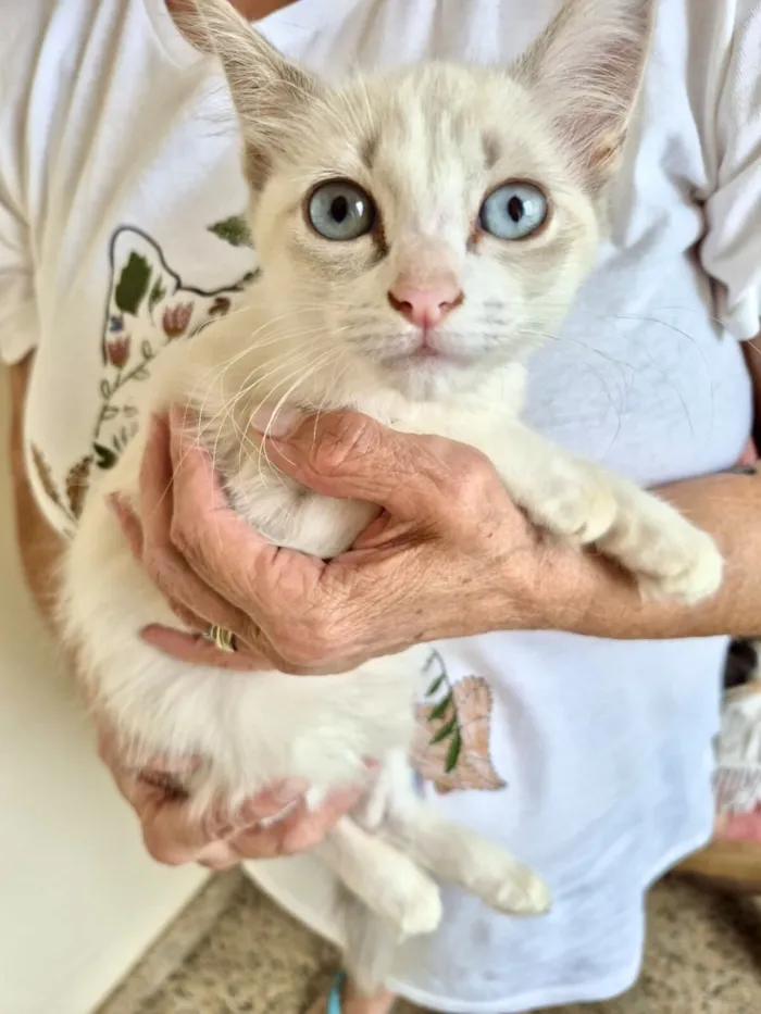 Gato raça Siamês idade Abaixo de 2 meses nome Neve bb 2 meses linda 