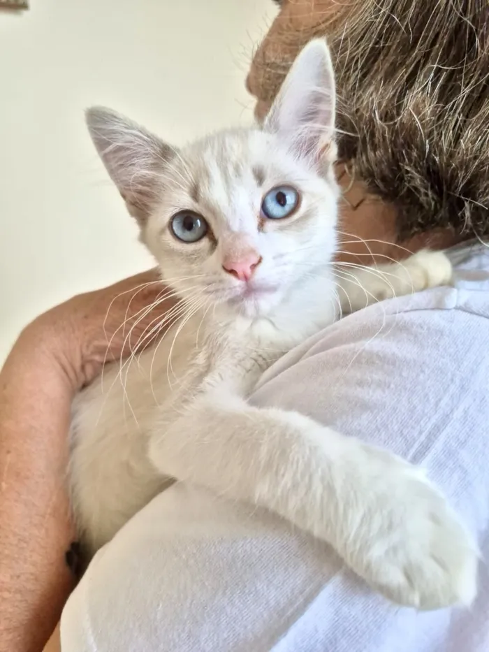 Gato raça Siamês idade Abaixo de 2 meses nome Neve bb 2 meses linda 