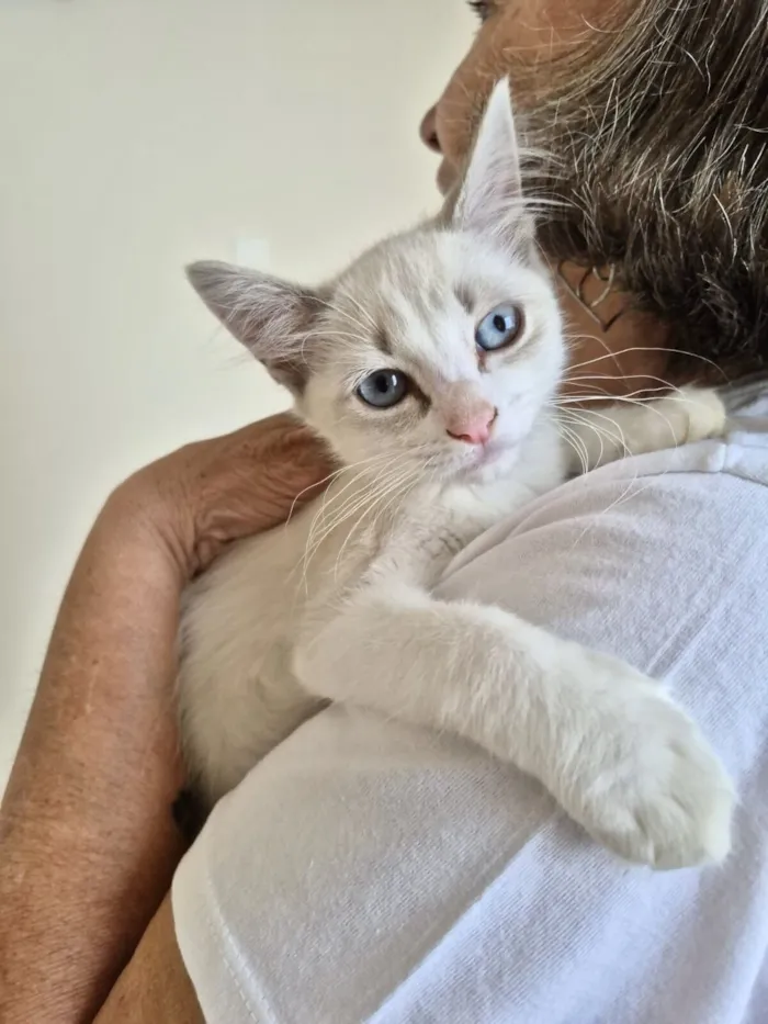 Gato raça Siamês idade Abaixo de 2 meses nome Neve bb 2 meses linda 