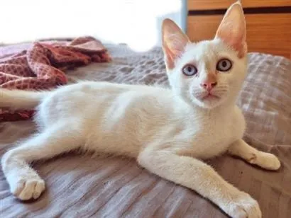 Gato raça SRD-ViraLata idade 2 a 6 meses nome DIDI HAPPY