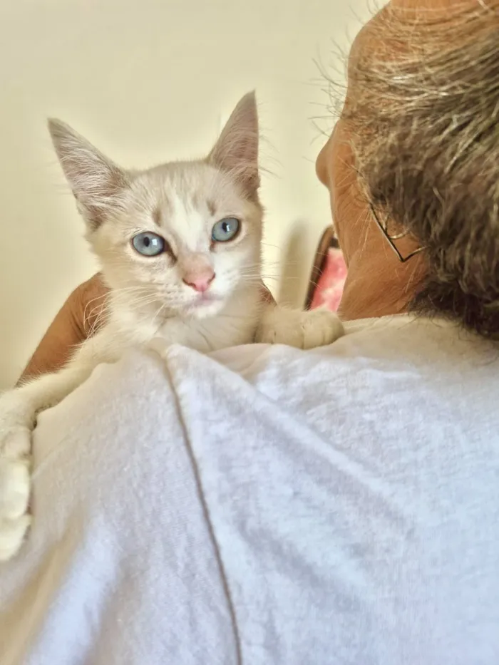 Gato raça Siamês idade 2 a 6 meses nome Neve bb2meses linda