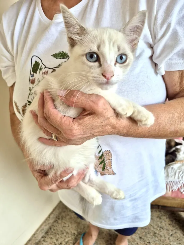 Gato raça Siamês idade 2 a 6 meses nome Neve bb2meses linda