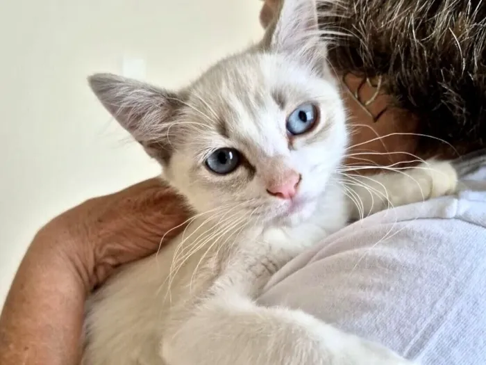 Gato raça Siamês idade 2 a 6 meses nome Neve bb2meses linda