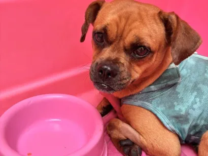 Cachorro raça SRD-ViraLata idade 1 ano nome Nutella 1 aninho um amor 