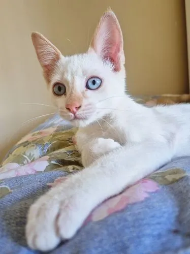 Gato raça SRD-ViraLata idade 2 a 6 meses nome DIDI HAPPY