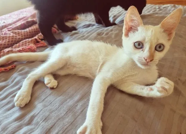 Gato raça SRD-ViraLata idade 2 a 6 meses nome DIDI HAPPY