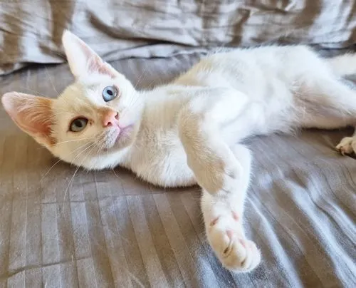 Gato raça SRD-ViraLata idade 2 a 6 meses nome DIDI HAPPY