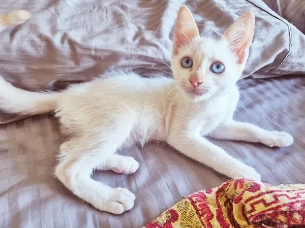 Gato raça SRD-ViraLata idade 2 a 6 meses nome DIDI HAPPY