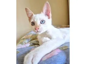 Gato raça SRD-ViraLata idade 2 a 6 meses nome DIDI HAPPY