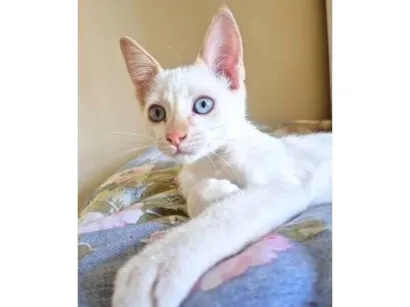 Gato raça SRD-ViraLata idade 2 a 6 meses nome DIDI HAPPY