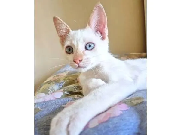 Gato raça SRD-ViraLata idade 2 a 6 meses nome DIDI HAPPY