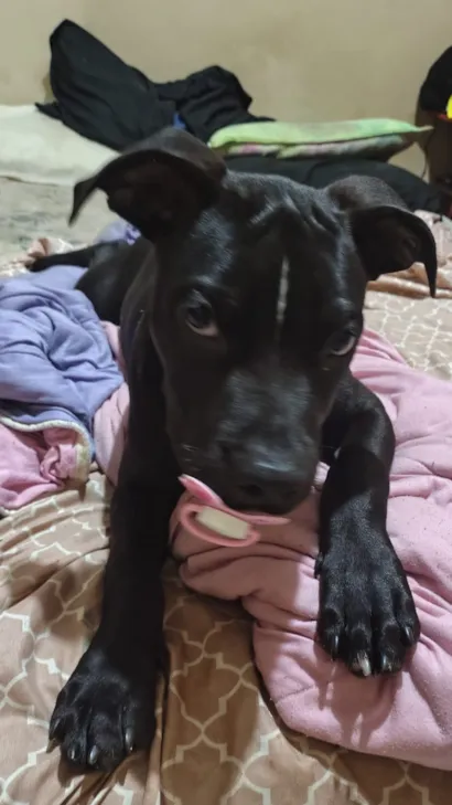 Cachorro raça Pit-Bull idade 1 ano nome Maguila 