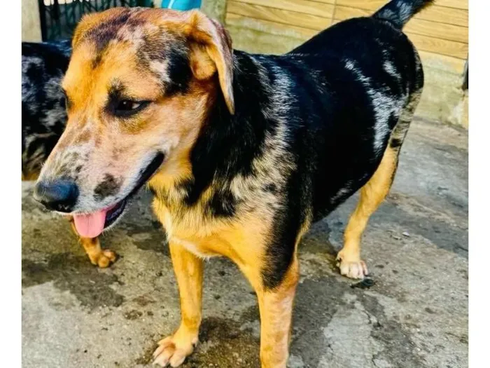 Cachorro raça SRD-ViraLata idade 3 anos nome Kevin