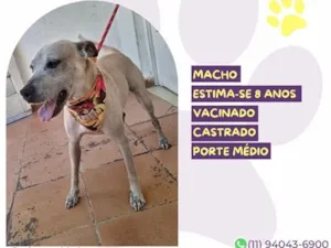 Cachorro raça SRD-ViraLata idade 6 ou mais anos nome Bob