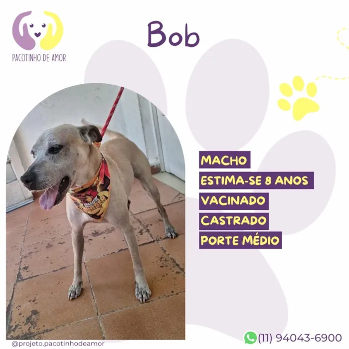 Cachorro raça SRD-ViraLata idade 6 ou mais anos nome Bob