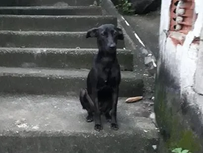 Cachorro raça SRD-ViraLata idade 4 anos nome Zara