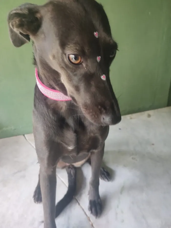 Cachorro raça SRD-ViraLata idade 4 anos nome Zara