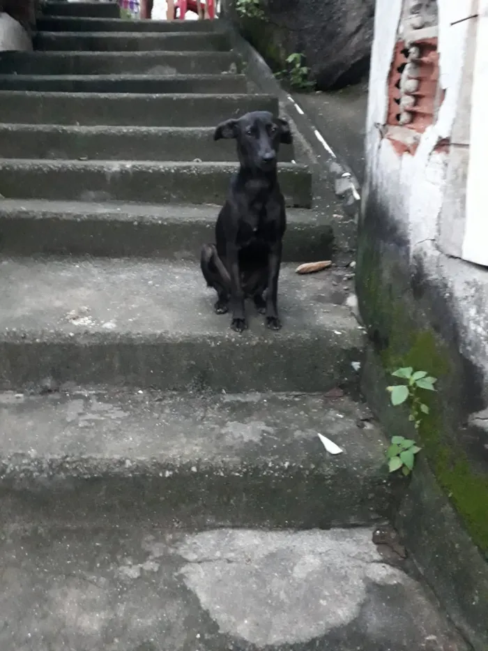 Cachorro raça SRD-ViraLata idade 4 anos nome Zara