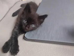 Gato raça SRD-ViraLata idade Abaixo de 2 meses nome Mimi