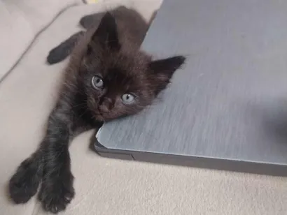 Gato raça SRD-ViraLata idade Abaixo de 2 meses nome Mimi