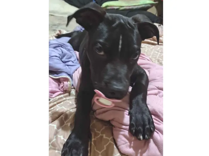 Cachorro raça Pit-Bull idade 1 ano nome Maguila 
