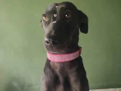 Cachorro raça SRD-ViraLata idade 4 anos nome Zara