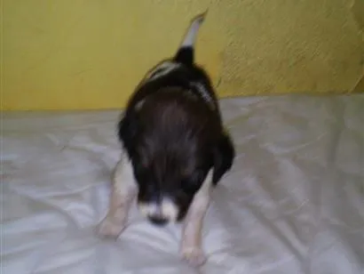 Cachorro raça SRD-ViraLata idade Abaixo de 2 meses nome recém nascido