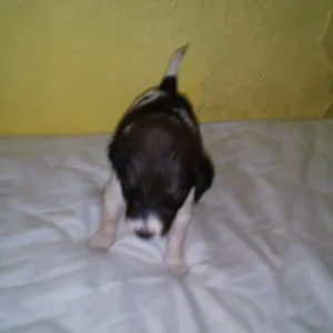 Cachorro raça SRD-ViraLata idade Abaixo de 2 meses nome recém nascido