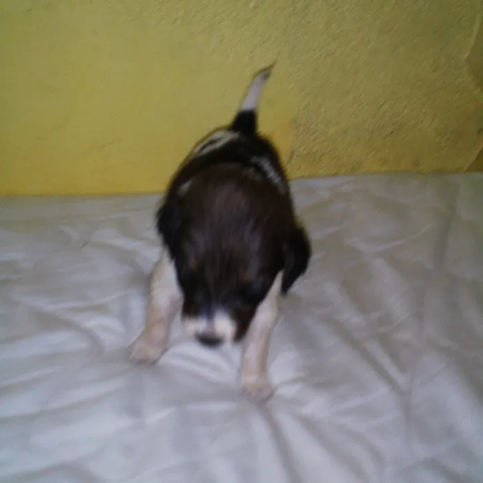 Cachorro raça SRD-ViraLata idade Abaixo de 2 meses nome recém nascido
